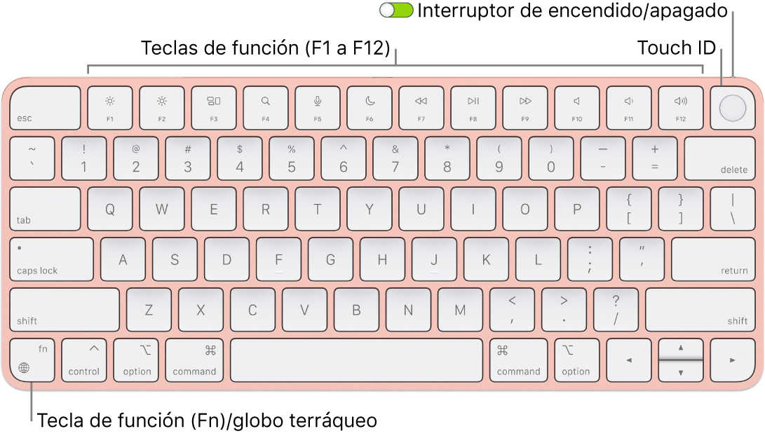 El Magic Keyboard con Touch ID mostrando la fila de teclas de función con el sensor Touch ID en la parte superior y la tecla de función (Fn)/globo terráqueo en la esquina inferior izquierda.