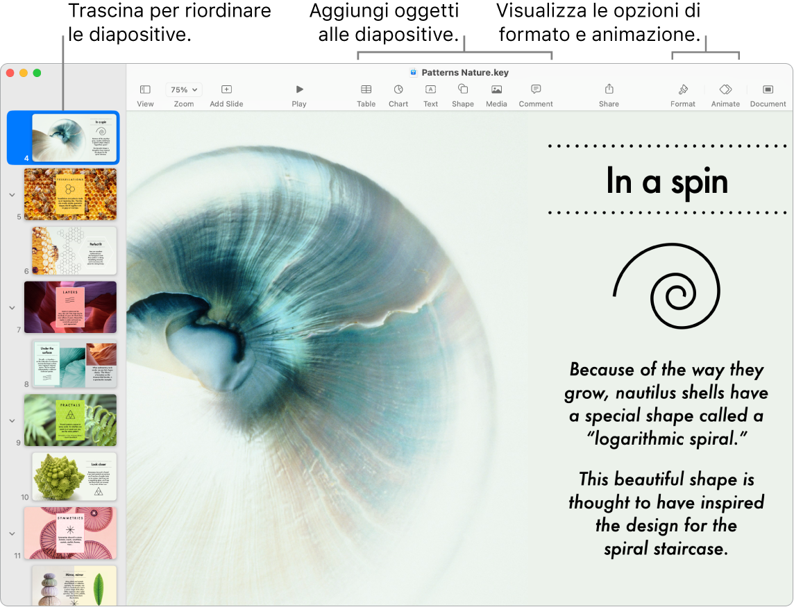 Una finestra di Keynote che mostra il navigatore diapositive a sinistra e il modo in cui riordinare le diapositive, la barra strumenti e i relativi strumenti di modifica in alto, il pulsante Collabora nella parte superiore destra e i pulsanti Formattazione e Animazione a destra.