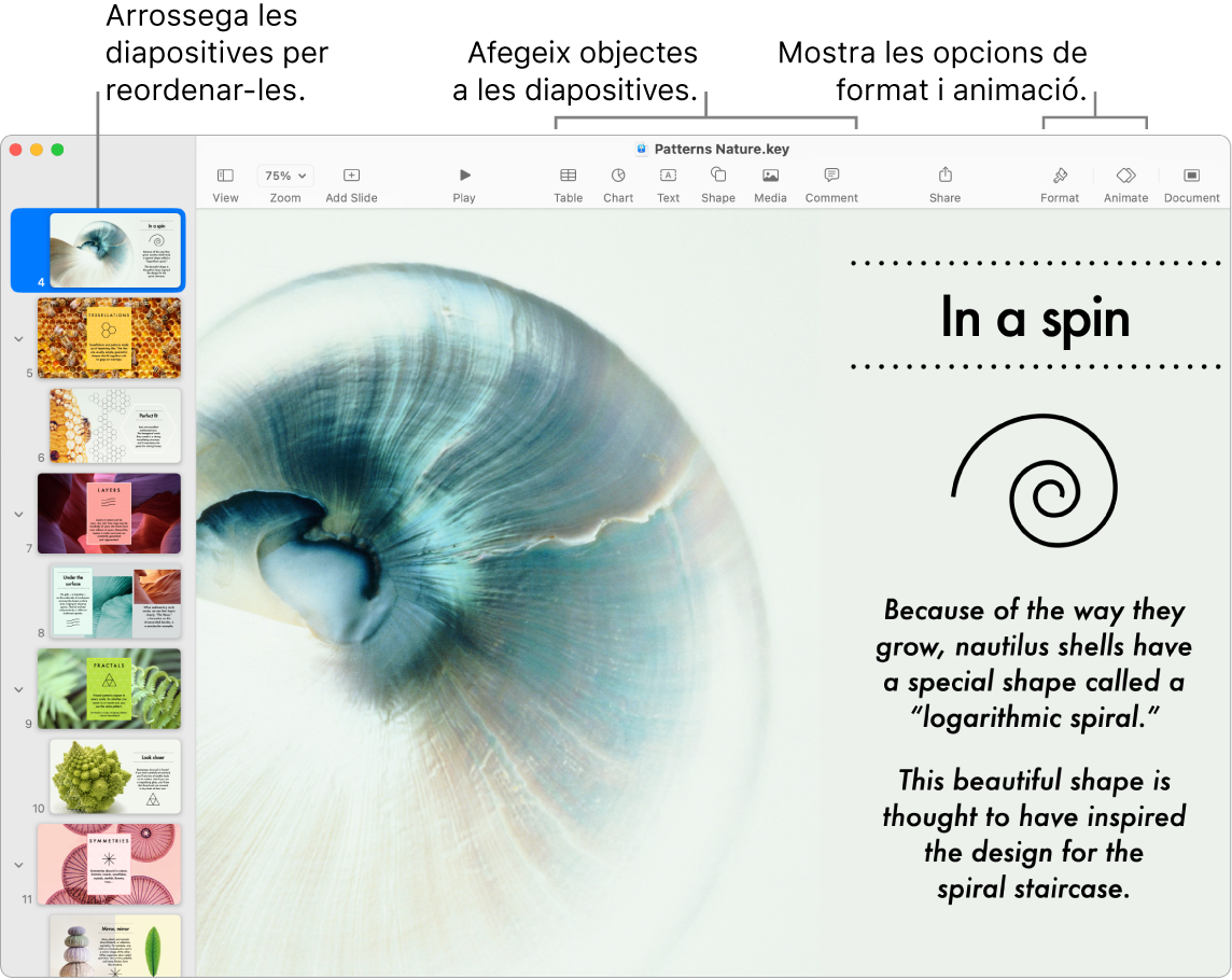Una finestra del Keynote amb el navegador de diapositives al costat esquerra i com reordenar diapositives, la barra d’eines i les seves eines d’edició a la part superior, el botó Col·laborar a prop de la part superior dreta i els botons Format i Animació a la dreta.