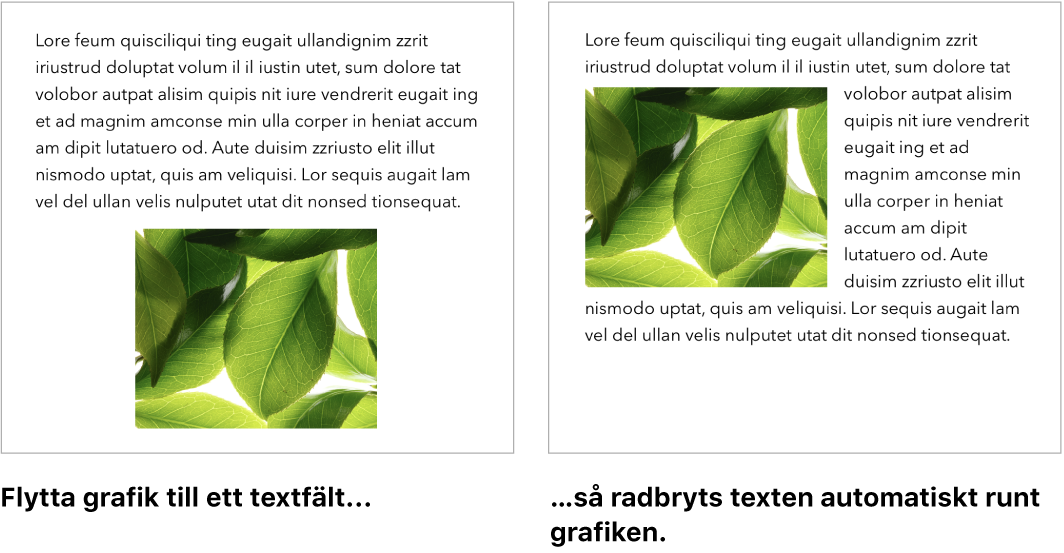 Ett Pages-fönster som visar hur text radbryts runt grafik.