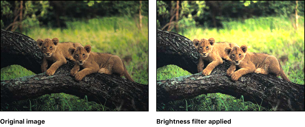 Canvas showing effect of Brightness filter