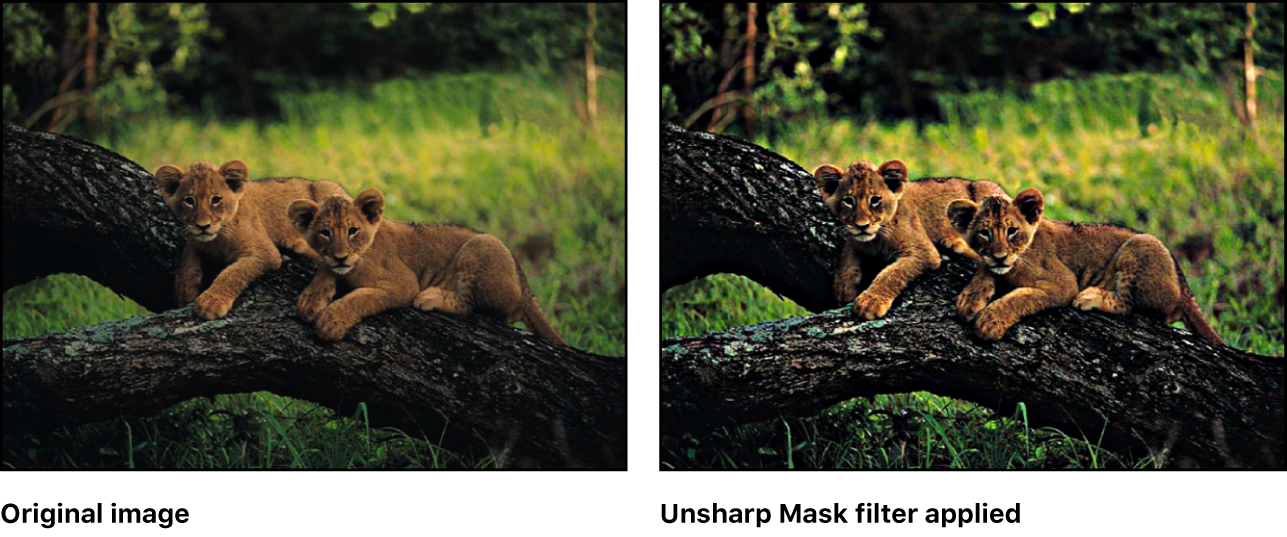 Canvas showing effect of Unsharp Mask filter