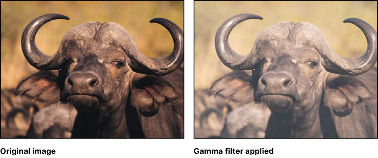Canvas showing effect of Gamma filter