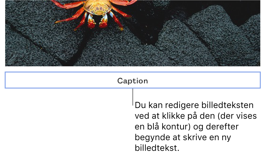 Eksempeltitlen, "Caption", vises oven over et foto. Et blåt omrids rundt om billedtekstfeltet viser, at det er valgt.
