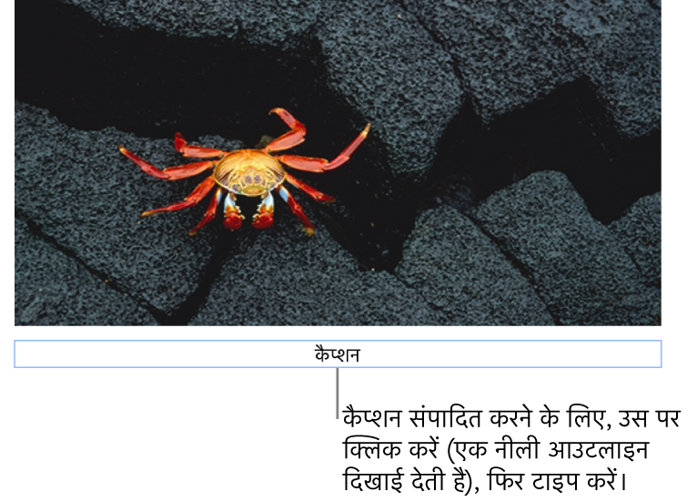 प्लेसहोल्डर कैप्शन, “कैप्शन” तस्वीर के नीचे दिखाई देता है; यह चुना हुआ है, दिखाने के लिए कैप्शन फ़ील्ड के चारों तरफ़ एक नीली आउटलाइन दिखाई देती है।