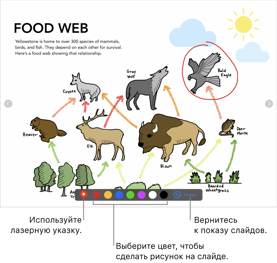 Изображение слайда в слайде с лазерной указкой и элементами выбора цветов.