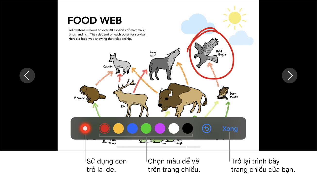 Chế độ minh họa trang chiếu đang hiển thị con trỏ la-de và các điều khiển chọn màu.