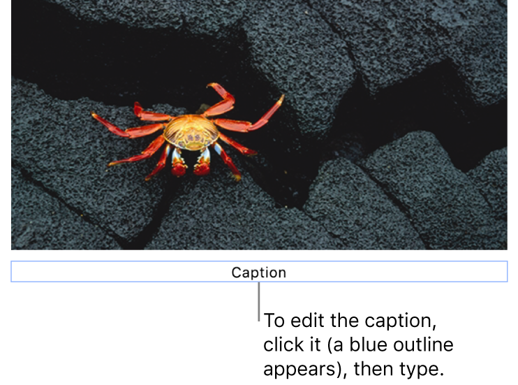 The placeholder caption, “Caption”, appears below a photo; a blue outline around the caption field shows it’s selected.