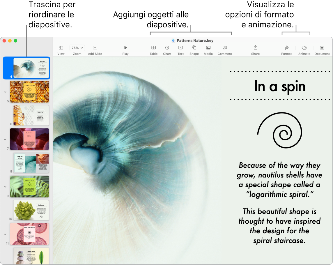 Una finestra di Keynote che mostra il navigatore diapositive a sinistra e il modo in cui riordinare le diapositive, la barra strumenti e i relativi strumenti di modifica in alto, il pulsante Collabora nella parte superiore destra e i pulsanti Formattazione e Animazione a destra.