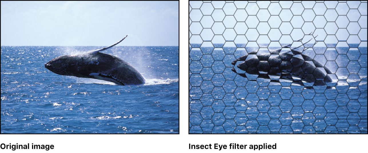 Canvas showing effect of Insect Eye filter