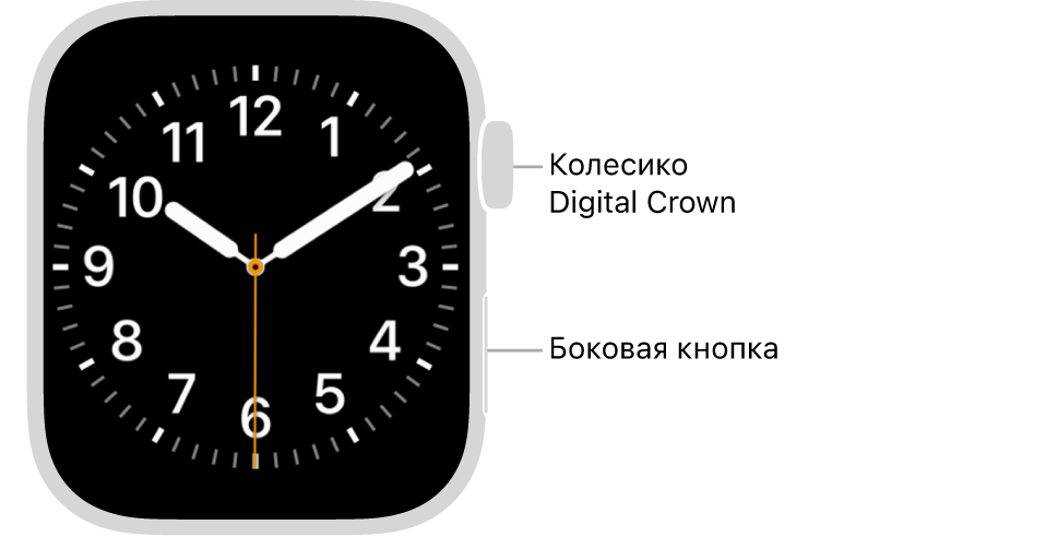 Лицевая сторона Apple Watch. Вверху справа показано колесико Digital Crown, а внизу справа — боковая кнопка.