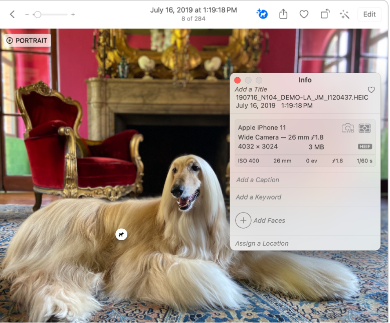 Una foto d’un chihuahua assegut en una pedra i la finestra Informació oberta al costat. La icona de “Consulta visual” apareix al pit del gos.