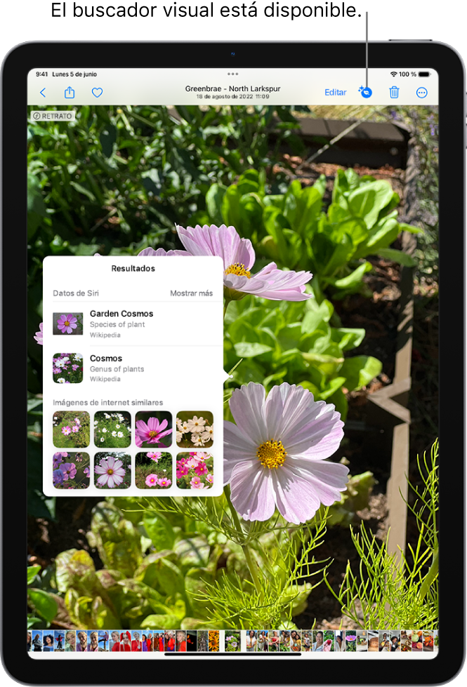 Utilizar el buscador visual para identificar objetos en tus fotos y vídeos  en el iPad - Soporte técnico de Apple