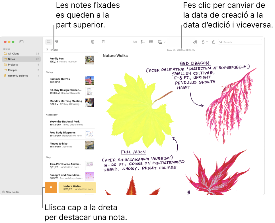 La finestra de l’app Notes, amb la llista de notes a l’esquerra, les notes destacades a la part superior de la llista de notes i el botó “Destacar” en una nota. El contingut d’aquesta nota apareix a la dreta, amb la data a la part superior; fes clic a la data per canviar entre la data de creació i la data de modificació.