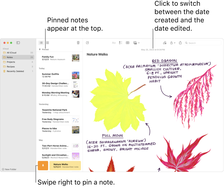 Sort and pin notes on Mac - Apple Support