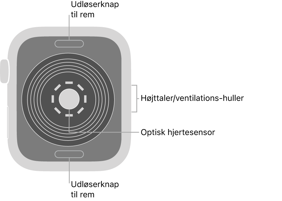 Bagsiden af Apple Watch SE med udløserknapperne foroven og forneden, den optiske pulsmåler i midten og højttaleren/ventilationshullerne på siden.