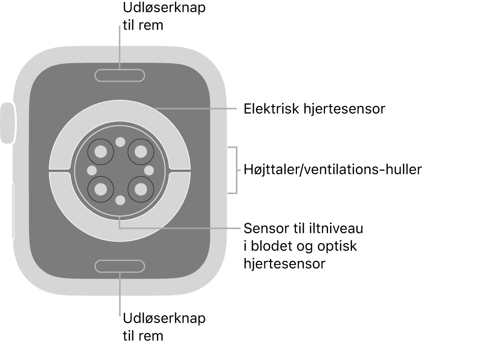 Bagsiden af Apple Watch Series 6 med udløserknapperne foroven og forneden, de elektriske pulsmålere, de optiske pulsmålere og sensorerne til iltniveau i blodet i midten og højttaleren/ventilationshullerne på siden.