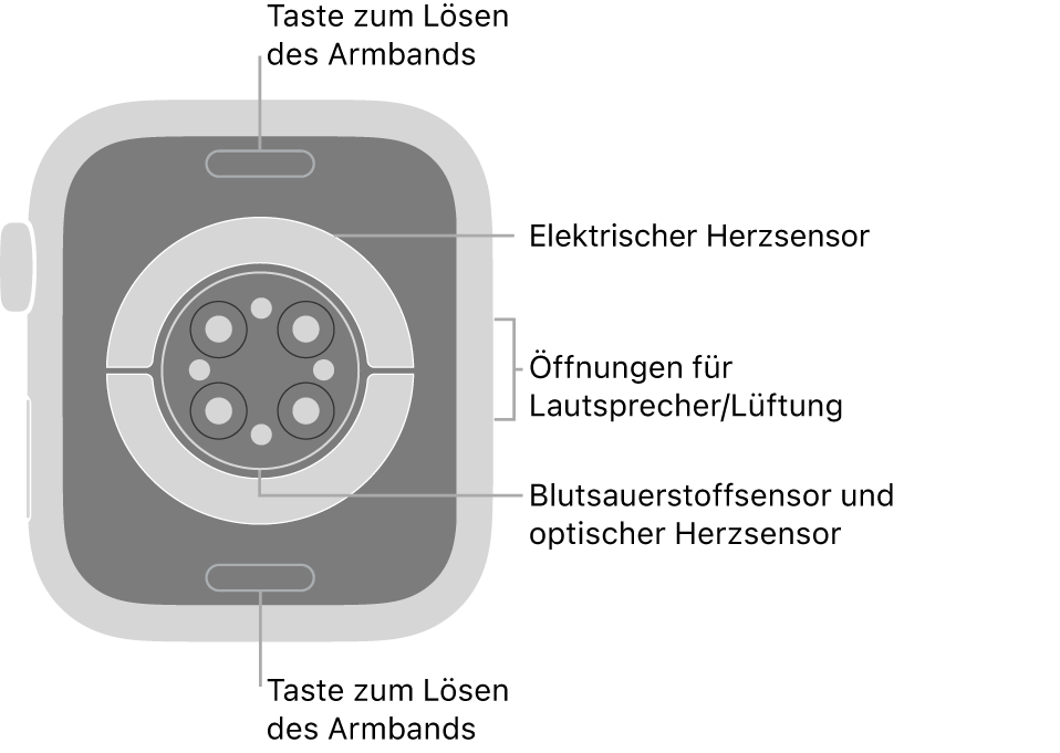 Die Rückseite der Apple Watch Series 6 mit Entriegelungstasten für das Armband oben und unten, elektrischem Herzsensor, optischem Herzsensor und dem Sensor für den Sauerstoffgehalt im Blut in der Mitte sowie den Lautsprecher-/Lüfteröffnungen an der Seite.