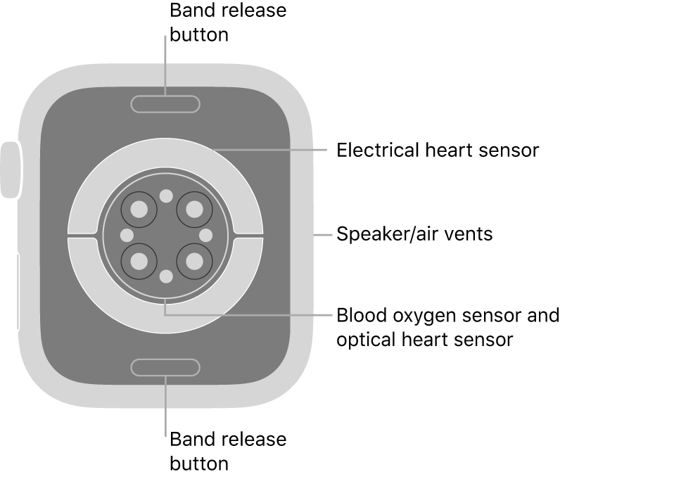 The back of Apple Watch Series 9, with the band release buttons at top and bottom, the electrical heart sensors, optical heart sensors, and blood oxygen sensors in the middle, and the speaker/air vents on the side.