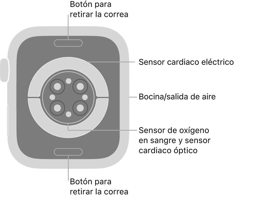 En el reverso del Apple Watch Series 9, se muestran los botones de liberación de correa en la parte superior e inferior; los sensores eléctricos y ópticos para medir la frecuencia cardiaca y los sensores para medir los niveles de oxígeno en la sangre en el centro; y la bocina/ranuras de aire en un lado.