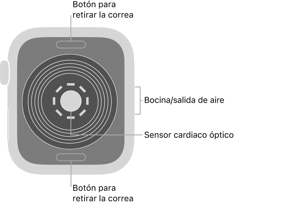 En el reverso del Apple Watch SE se muestran los botones de liberación de correa en la parte superior e inferior; el sensor óptico para medir la frecuencia cardiaca en el centro; y la bocina/ranuras de aire en un lado.