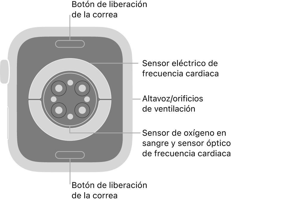 La trasera del Apple Watch Series 9, con los botones de liberación de la correa arriba y abajo, los sensores eléctricos de frecuencia cardiaca, los sensores ópticos de frecuencia cardiaca y los sensores de los niveles de oxígeno en sangre en el medio, y el altavoz/orificios de ventilación en el lateral.