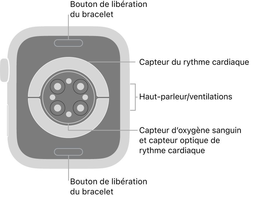 Le dos de l’Apple Watch Series 6, avec les boutons de retrait du bracelet en haut et en bas; les capteurs de fréquence cardiaque électriques et optiques, et les capteurs d’oxygène sanguin au centre; puis le haut-parleur et les évents sur le côté.