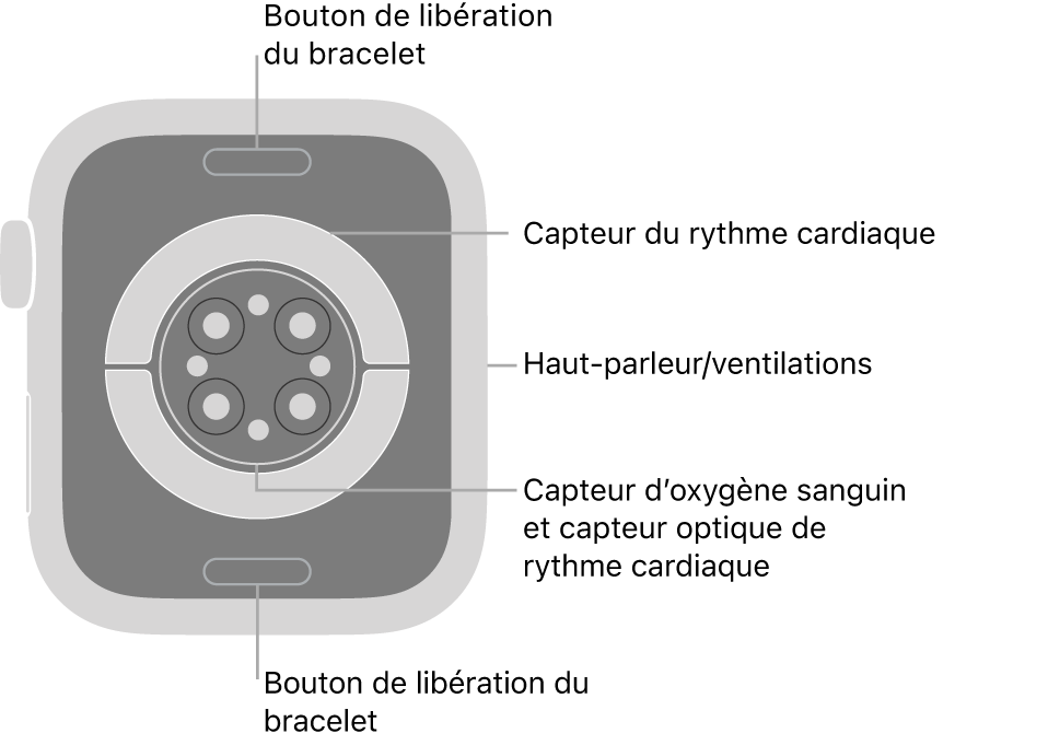 Le dos de l’Apple Watch Series 9, avec les boutons de retrait du bracelet en haut et en bas; les capteurs de fréquence cardiaque électriques et optiques, et les capteurs d’oxygène sanguin au centre; puis le haut-parleur et les évents sur le côté.
