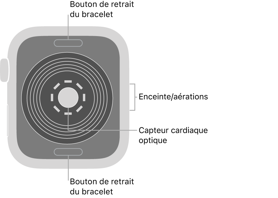 L’arrière de l’Apple Watch SE, avec les boutons de retrait du bracelet en haut et en bas, le capteur optique de fréquence cardiaque au milieu, ainsi que le haut-parleur et les aérations sur le côté.