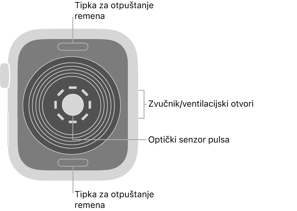Stražnja strana modela Apple Watch SE s tipkama za otpuštanje remena pri vrhu i dnu i optičkim senzorima srca po sredini te zvučnik/zračni ventili sa strane.