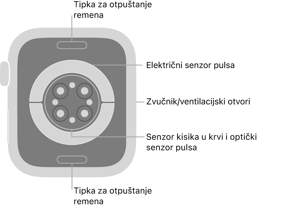 Stražnja strana modela Apple Watch Series 9 s tipkama za otpuštanje remena pri vrhu i dnu, električnim senzorima srca, optičkim senzorima srca i senzorima za zasićenost kisikom po sredini te zvučnik/zračni ventili sa strane.