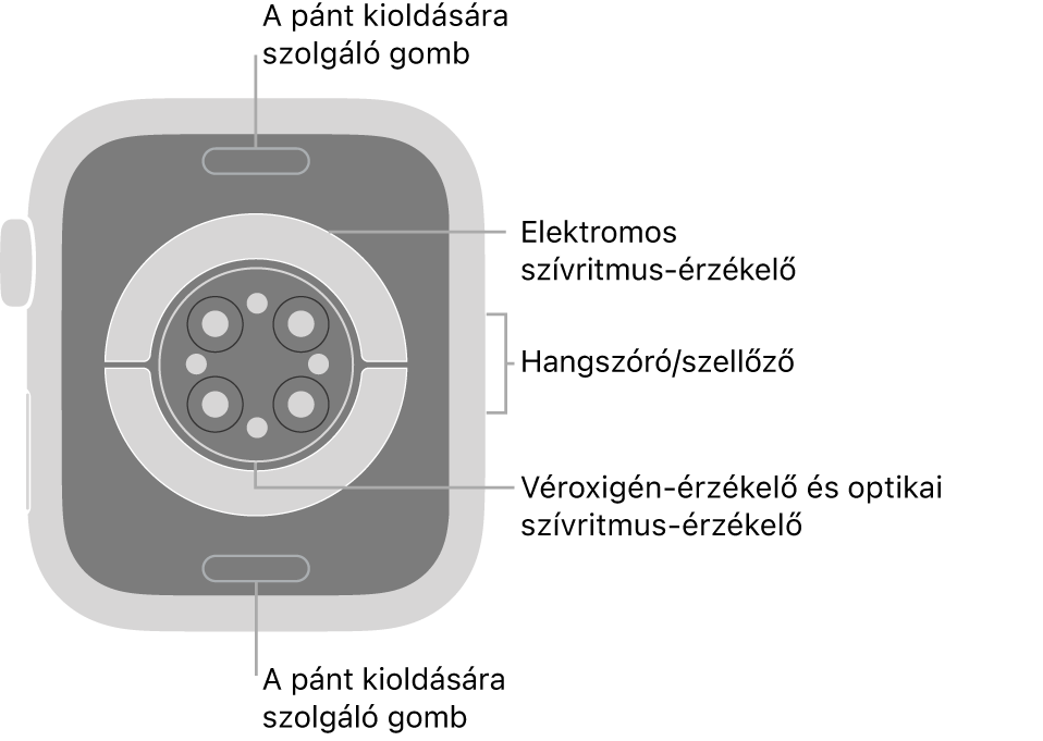 Az Apple Watch Series 6 hátlapja a szíjkioldó gombokkal felül és alul, az elektromos szívérzékelőkkel, az optikai szívérzékelőkkel és a véroxigén-érzékelőkkel középen, valamint a hangszóróval és a szellőzőnyílásokkal oldalt.