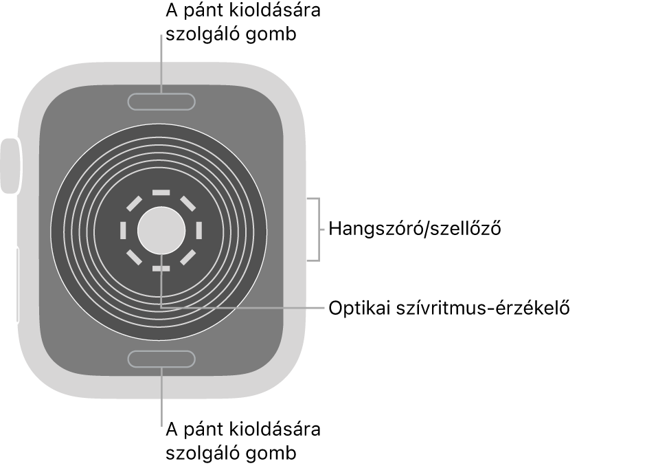 Az Apple Watch SE hátlapja a szíjkioldó gombokkal felül és alul, az elektromos szívérzékelőkkel, az optikai szívérzékelővel középen, valamint a hangszóróval és szellőzőnyílásokkal oldalt.