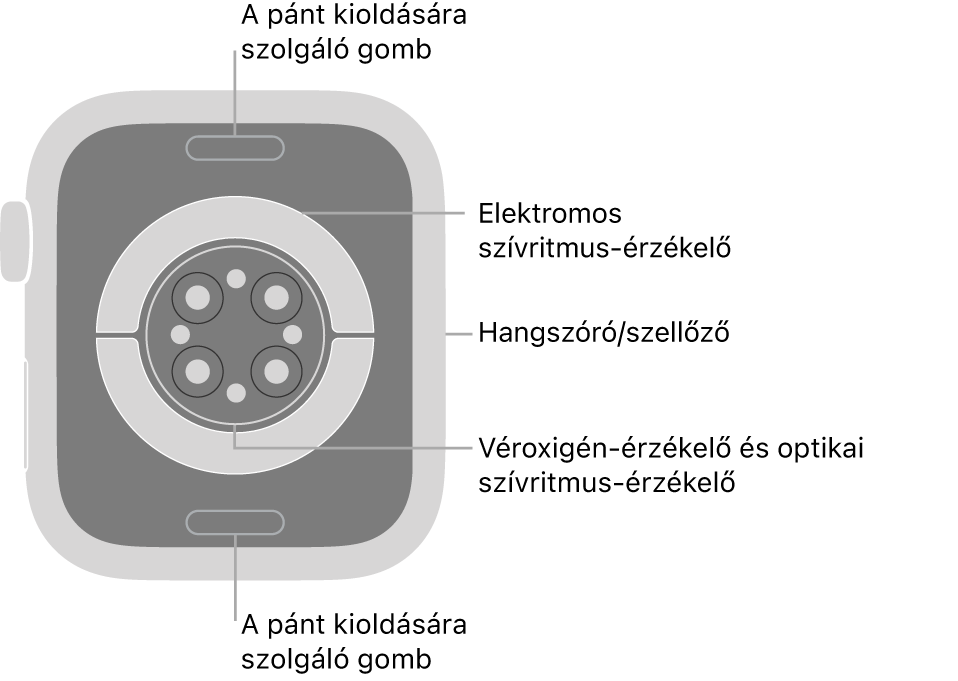 Az Apple Watch Series 9 hátlapja a szíjkioldó gombokkal felül és alul, az elektromos szívérzékelőkkel, az optikai szívérzékelőkkel és véroxigén-érzékelőkkel középen, valamint a hangszóróval és szellőzőnyílásokkal oldalt.