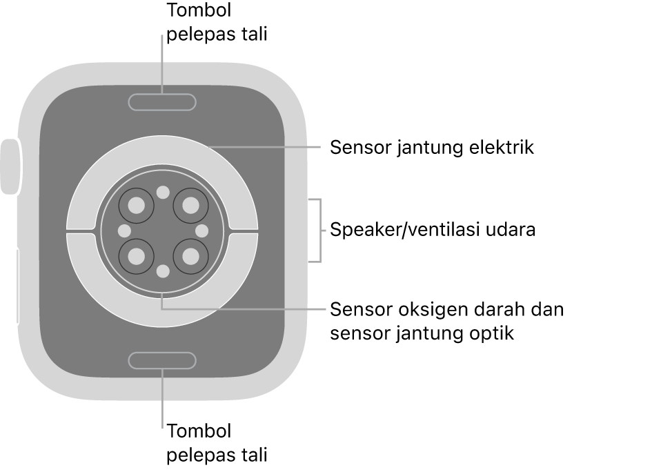 Bagian belakang Apple Watch Series 6, dengan tombol pelepas tali di bagian atas dan bawah, sensor jantung elektrik, sensor jantung optik, dan sensor oksigen darah di bagian tengah, dan speaker/ventilasi udara di bagian samping.