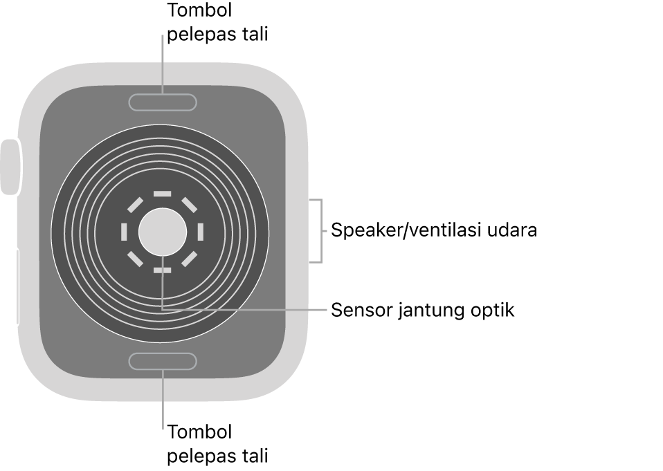 Bagian belakang Apple Watch SE, dengan tombol pelepas tali di bagian atas dan bawah, sensor jantung optik di bagian tengah, dan speaker/ventilasi udara di bagian samping.
