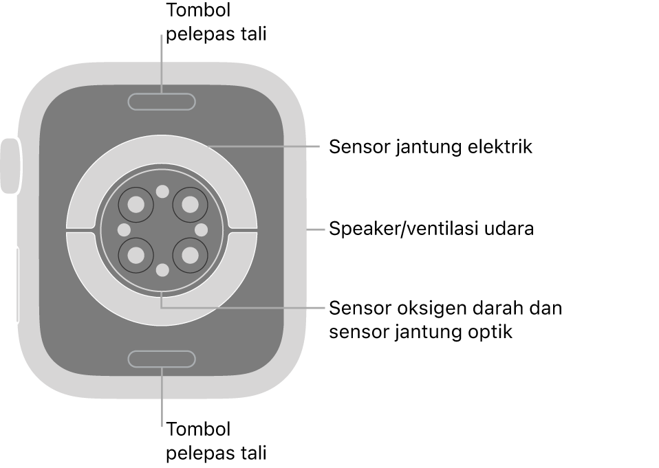 Bagian belakang Apple Watch Series 9, dengan tombol pelepas tali di bagian atas dan bawah, sensor jantung elektrik, sensor jantung optik, dan sensor oksigen darah di bagian tengah, dan speaker/ventilasi udara di bagian samping.