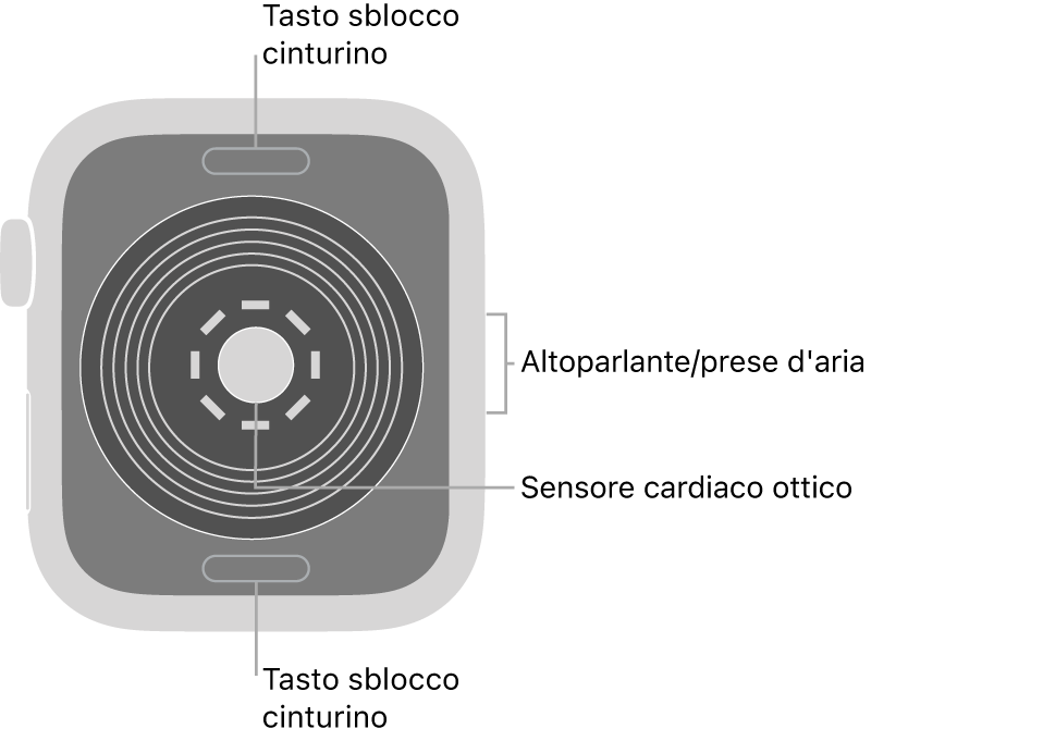 La parte posteriore di Apple Watch SE, con i pulsanti di sblocco del cinturino in alto e in basso, il sensore ottico per il cuore in mezzo, e l’altoparlante e i condotti di ventilazione sul lato.