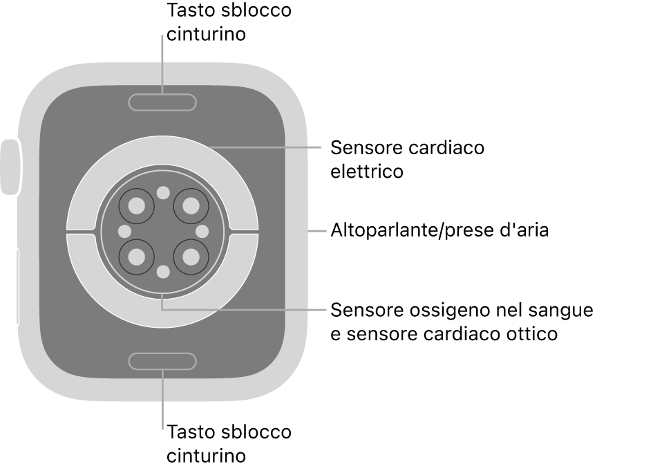 La parte posteriore di Apple Watch Series 9, con i pulsanti di sblocco del cinturino in alto e in basso, i sensori elettrici e quelli ottici per il cuore e i sensori per il livello di ossigeno nel sangue in mezzo, e l’altoparlante e i condotti di ventilazione sul lato.