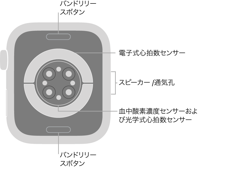 Apple Watch Series 6の背面で、上下にバンドリリースボタン、中央に電気式心拍数センサー、光学式心拍数センサー、血液酸素ウェルネスセンサー、側面にはスピーカー/通気孔があります。