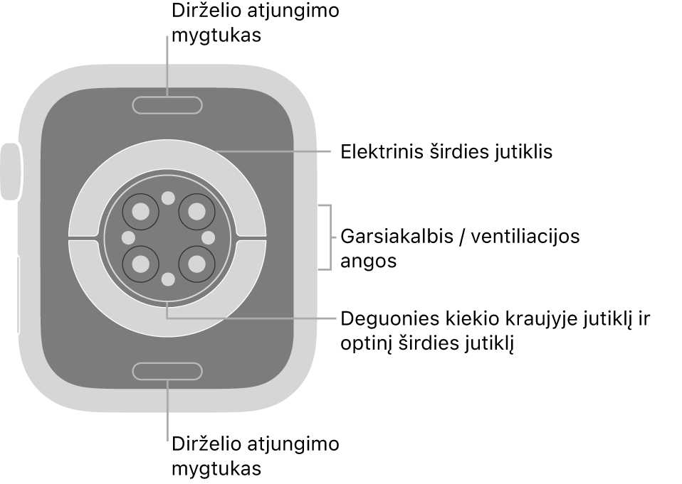 „Apple Watch Series 6“ galinė pusė, dirželio atjungimo mygtukai viršuje ir apačioje, elektriniai širdies jutikliai, optiniai širdies jutikliai ir deguonies kraujyje matavimo jutikliai viduryje bei garsiakalbis / ventiliacijos angos šone.