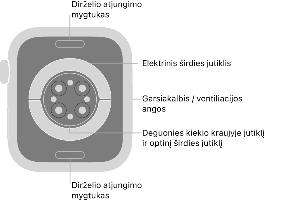 „Apple Watch Series 9“ galinė pusė, dirželio atjungimo mygtukai viršuje ir apačioje, elektriniai širdies jutikliai, optiniai širdies jutikliai ir deguonies kraujyje matavimo jutikliai viduryje bei garsiakalbis / ventiliacijos angos šone.