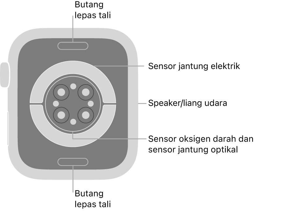 Bahagian belakang Apple Watch Series 9, dengan butang lepaskan tali di atas dan bawah, sensor jantung elektrik, sensor jantung optik dan sensor oksigen darah di tengah serta speaker/liang udara pada bahagian sisi.