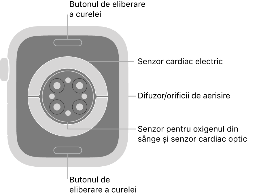 Spatele dispozitivului Apple Watch Series 9, cu butoanele de eliberare a brățării în partea de sus și de jos, senzorii cardiaci electrici, senzorii cardiaci optici și senzorii pentru oxigenul din sânge în mijloc și difuzorul/orificiile de ventilare pe partea laterală.