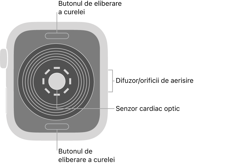 Spatele dispozitivului Apple Watch SE, cu butoanele de eliberare a brățării în partea de sus și de jos, senzorul cardiac optic în mijloc și difuzorul/orificiile de ventilare pe partea laterală.