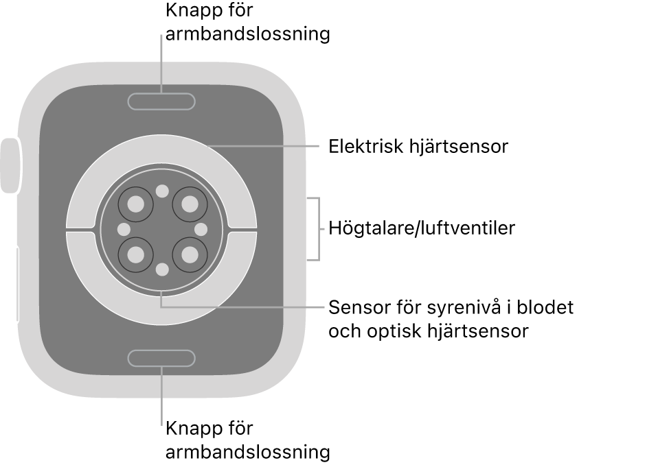 Baksidan på Apple Watch Series 6 med knapparna för armbandslossning högst upp och längst ned, de elektriska hjärtsensorerna, optiska hjärtsensorerna och sensorerna för syrenivån i blodet i mitten och högtalaren/luftventiler på sidan.