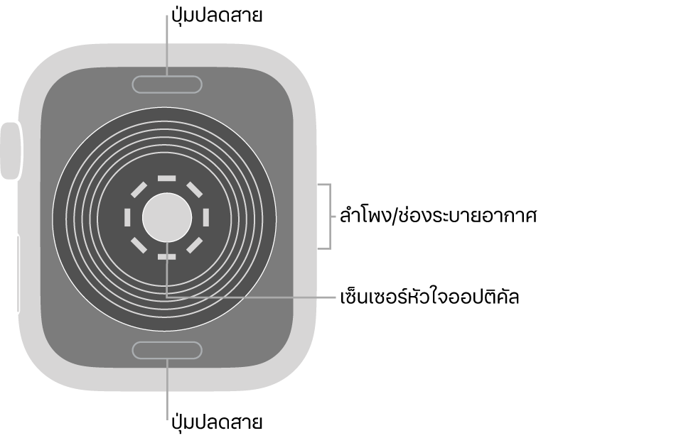 ด้านหลังของ Apple Watch SE ที่มีปุ่มปลดสายที่ด้านบนสุดและที่ด้านล่างสุด เซ็นเซอร์หัวใจออปติคัลที่ตรงกลาง และลำโพง/ช่องระบายอากาศที่ด้านข้าง