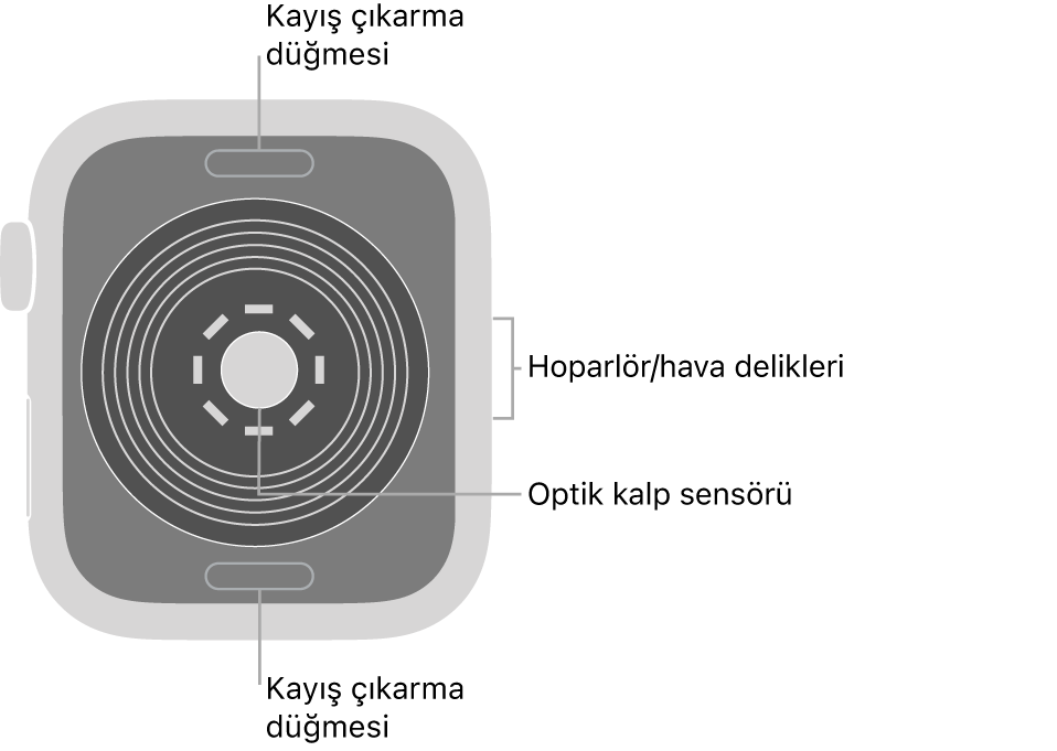 Üstte ve altta kayış çıkarma düğmeleri, ortada optik kalp sensörü ve yanda hoparlör/hava boşlukları ile Apple Watch SE’nin arkası.