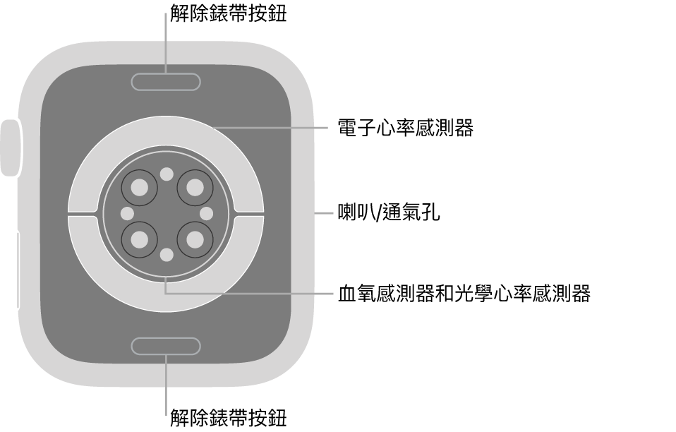 Apple Watch Series 9 的背面，在頂部和底部的解除錶帶按鈕，中間的電子心率感測器、光學心率感測器和血氧感測器，以及側邊的喇叭/通氣孔。