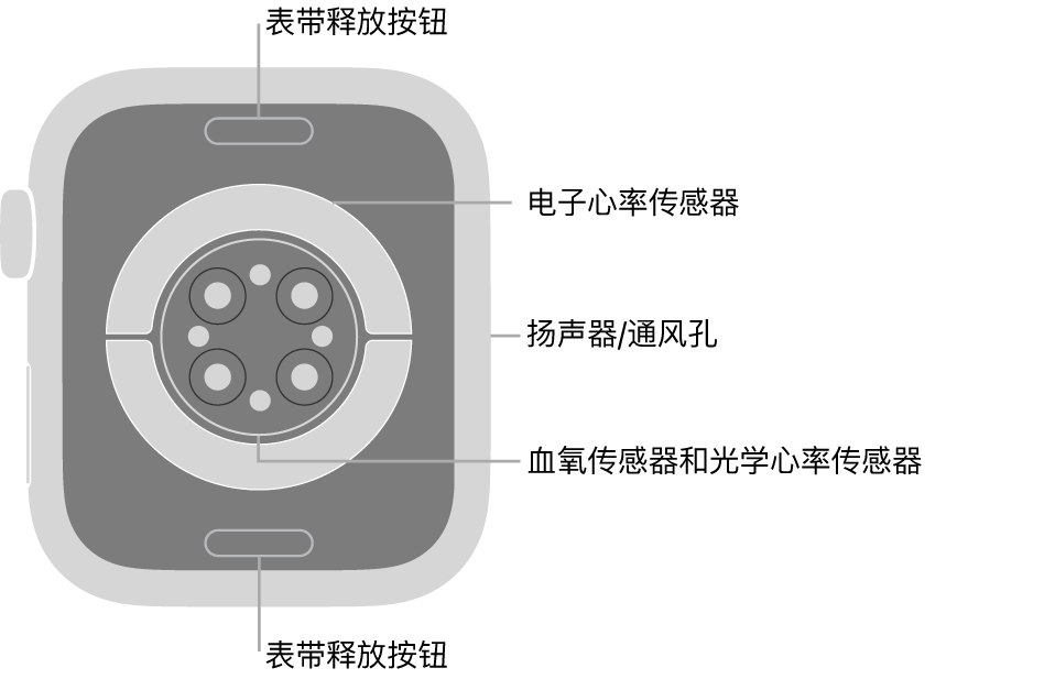 Apple Watch Series 9 的背面，顶部和底部是表带释放按钮，中间是电子心率传感器、光学心率传感器和血氧传感器，侧边是扬声器/通风孔。